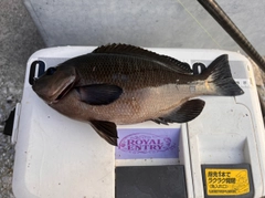 メジナの釣果