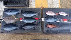 グレの釣果