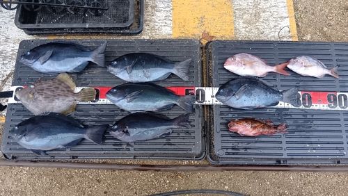 グレの釣果