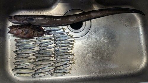 クロアナゴの釣果