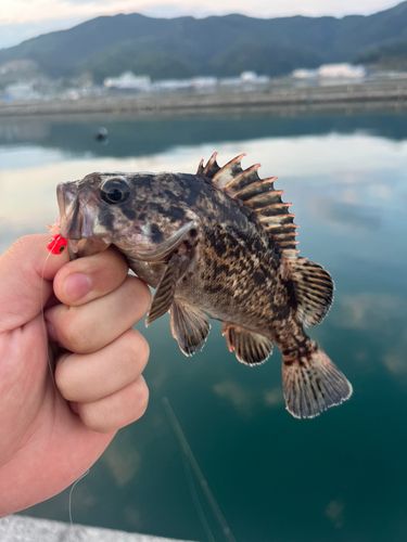 ソイの釣果