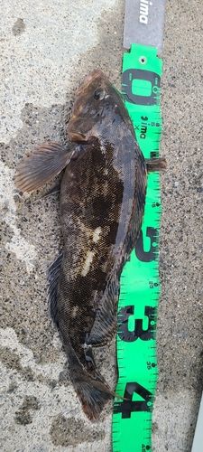 アイナメの釣果