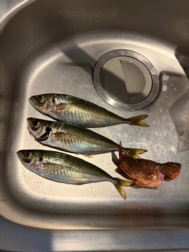 アジの釣果