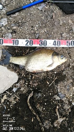 ヘラブナの釣果