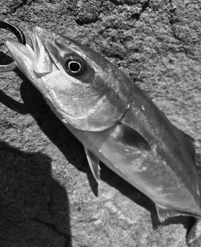 ハマチの釣果