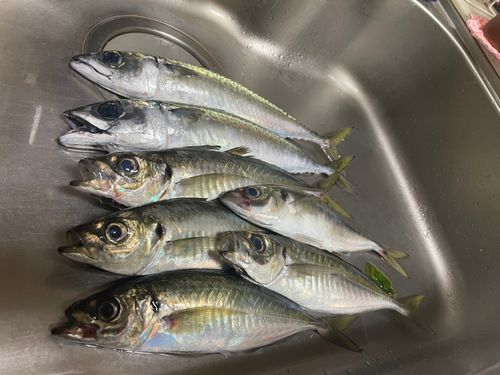 アジの釣果