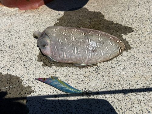 モンゴウイカの釣果