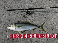 ブリの釣果