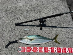 ハマチの釣果