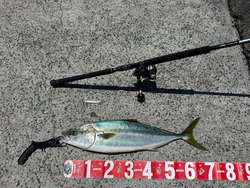 ハマチの釣果