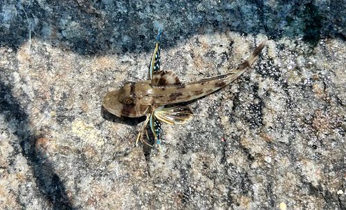 ホウボウの釣果