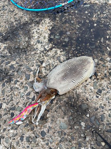 モンゴウイカの釣果