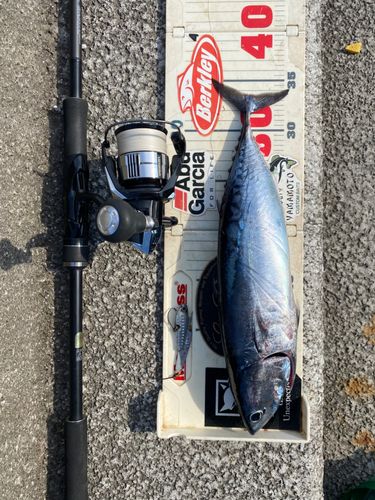 マルソウダの釣果