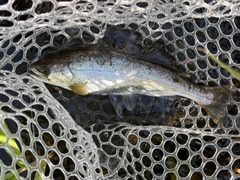 ニジマスの釣果