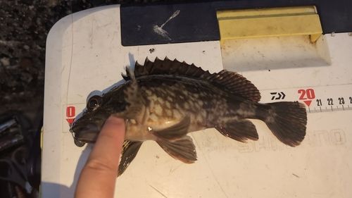 カサゴの釣果