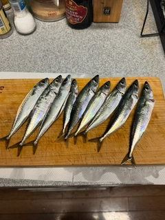 サバの釣果