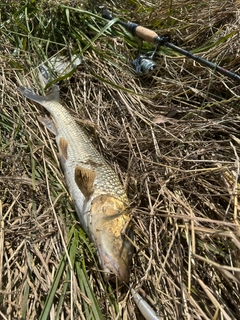 ニゴイの釣果
