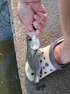 セイゴ（マルスズキ）の釣果