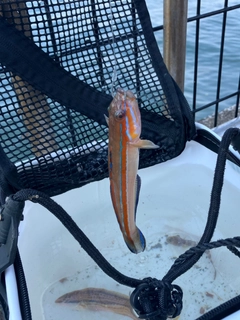 ニシキハゼの釣果