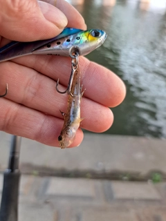 ハゼの釣果