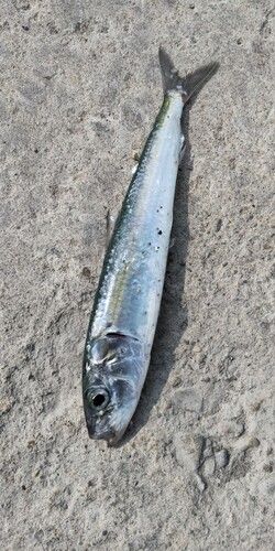 イワシの釣果