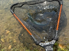 ニジマスの釣果