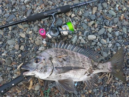 キビレの釣果