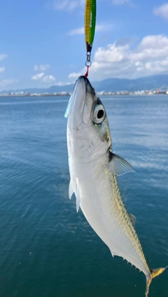サバの釣果