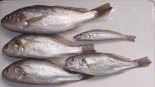 シログチの釣果