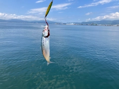 イワシの釣果