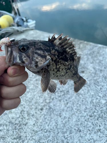 ソイの釣果
