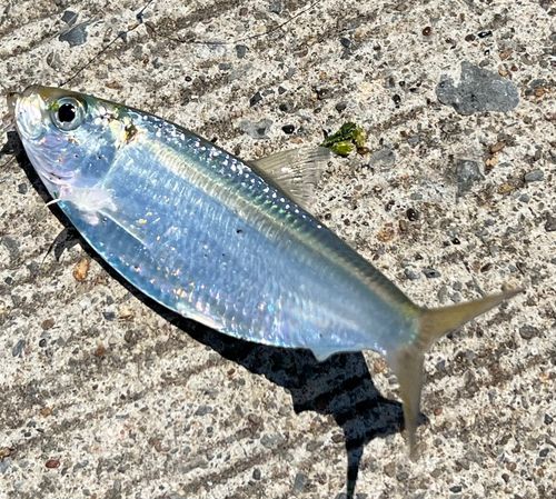 サッパの釣果