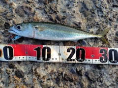 サバの釣果