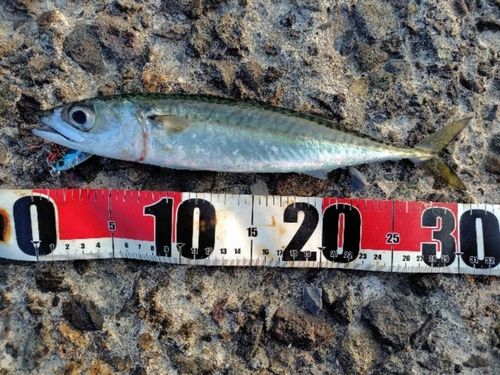 サバの釣果