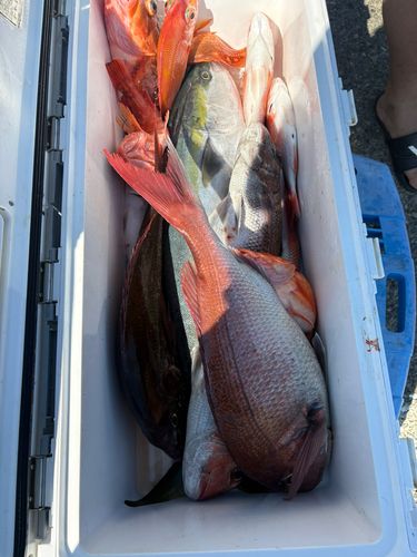 タイの釣果