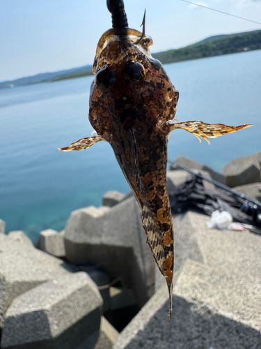 カジカの釣果