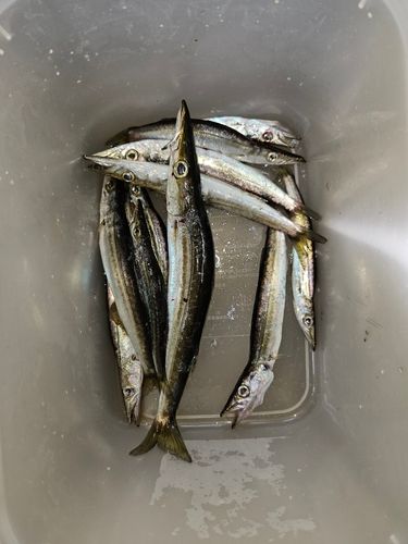 カマスの釣果