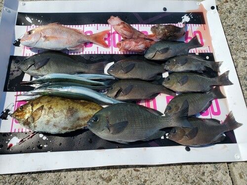 サヨリの釣果
