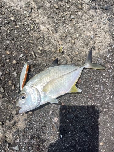 メッキの釣果
