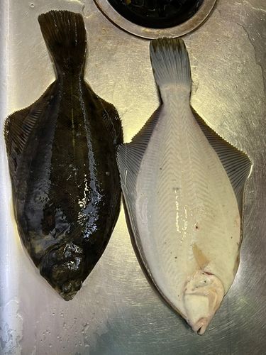 マコガレイの釣果