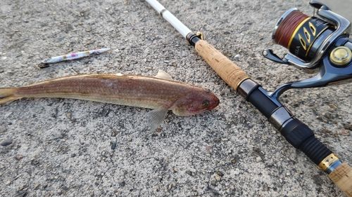 ワニエソの釣果
