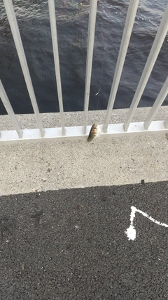 コノシロの釣果