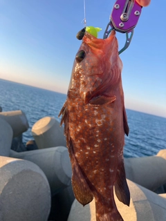 アコウの釣果