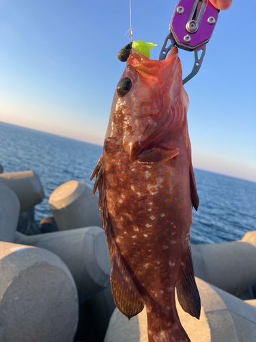 アコウの釣果