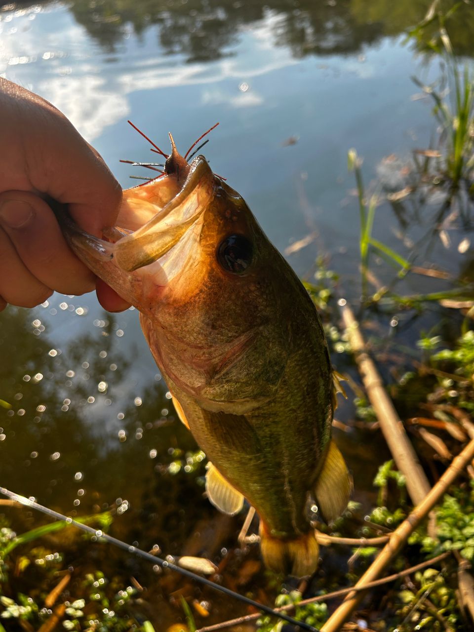 DAIWA 23ハートランド 702UL+FS-ST23の最安値・インプレ・釣果 | 本音