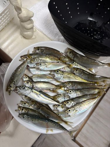 アジの釣果