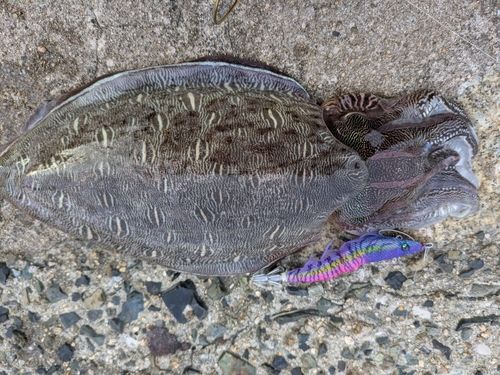 モンゴウイカの釣果