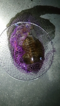 イカの釣果