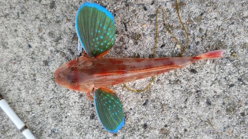 ホウボウの釣果