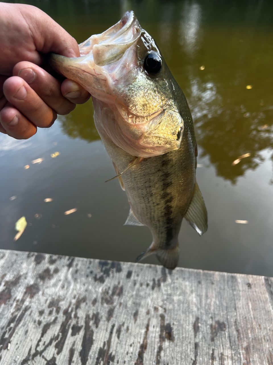 DAIWA 23ハートランド 702UL+FS-ST23の最安値・インプレ・釣果 | 本音